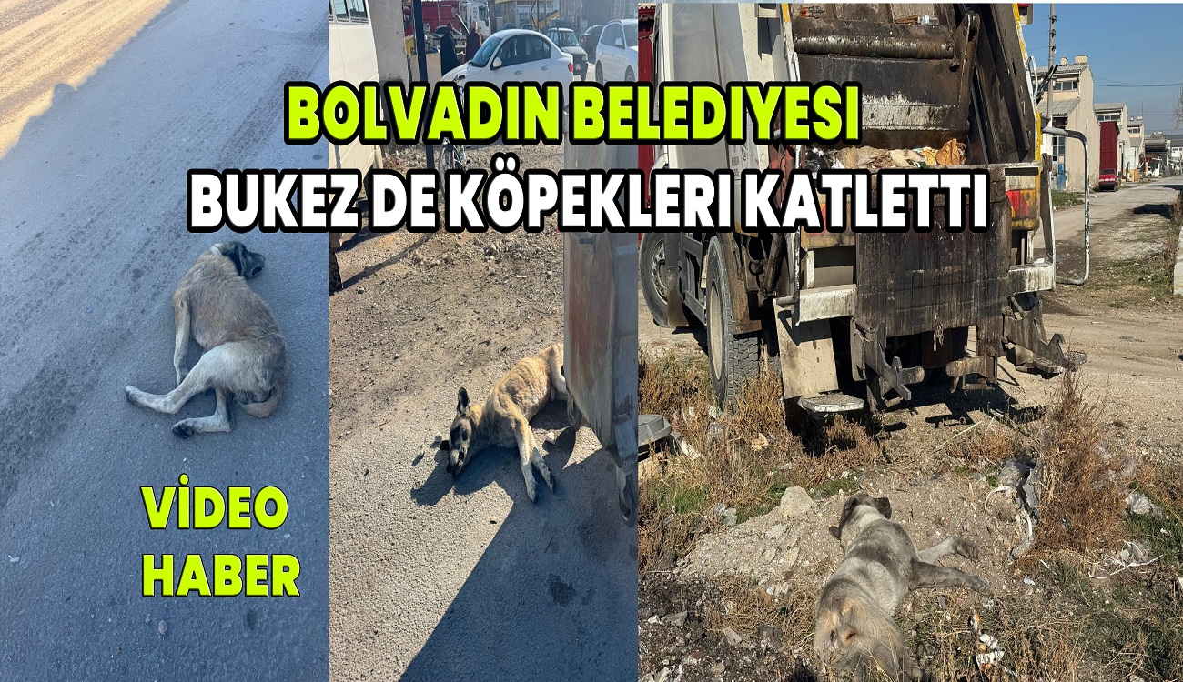 Bolvadin belediyesi bu kezde köpekleri katletti